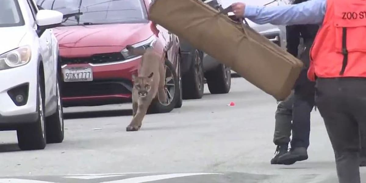 SF Mountain Lion Safely Released After Sunset District Visit - Image 2
