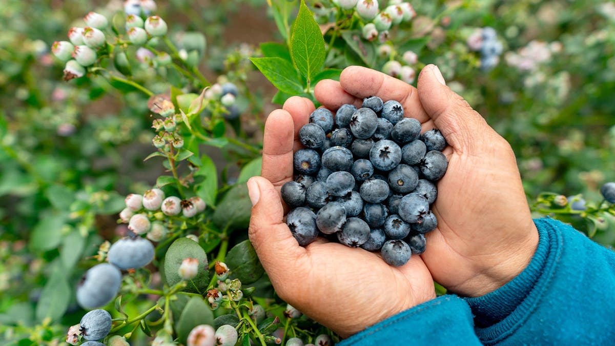 Blueberry Compound May Help Muscle Cells Burn Fat - Image 4