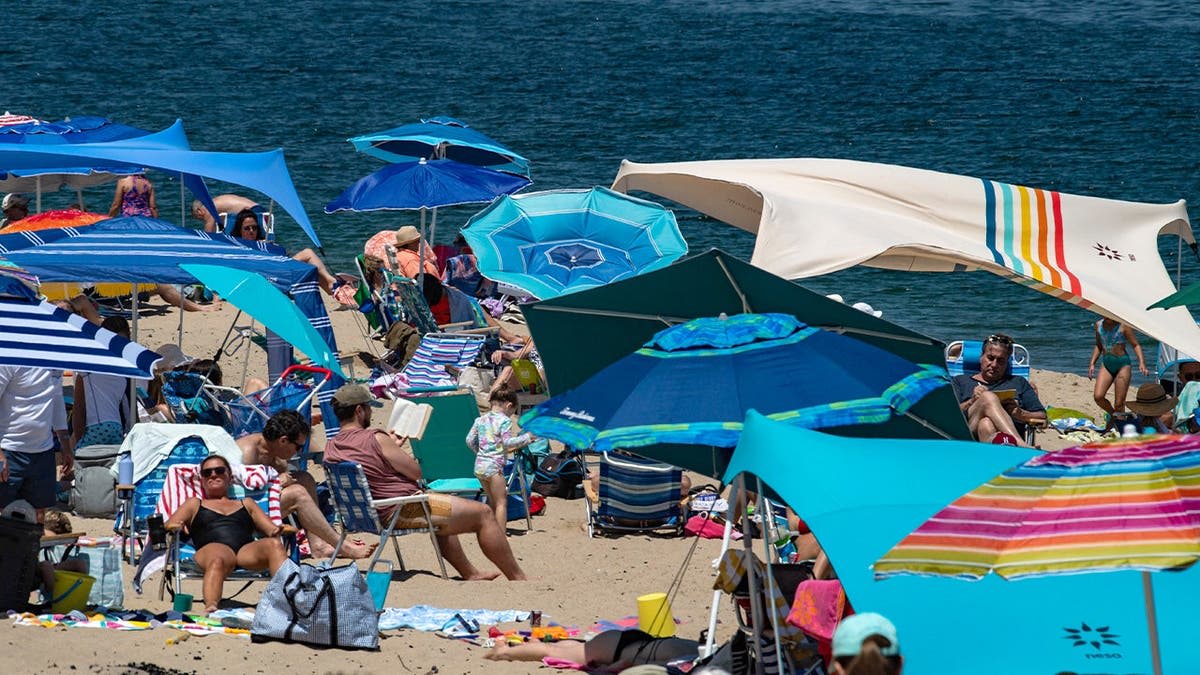 Cape Cod Turns Great White Sharks Into $2.8B Tourism Boom - Image 4