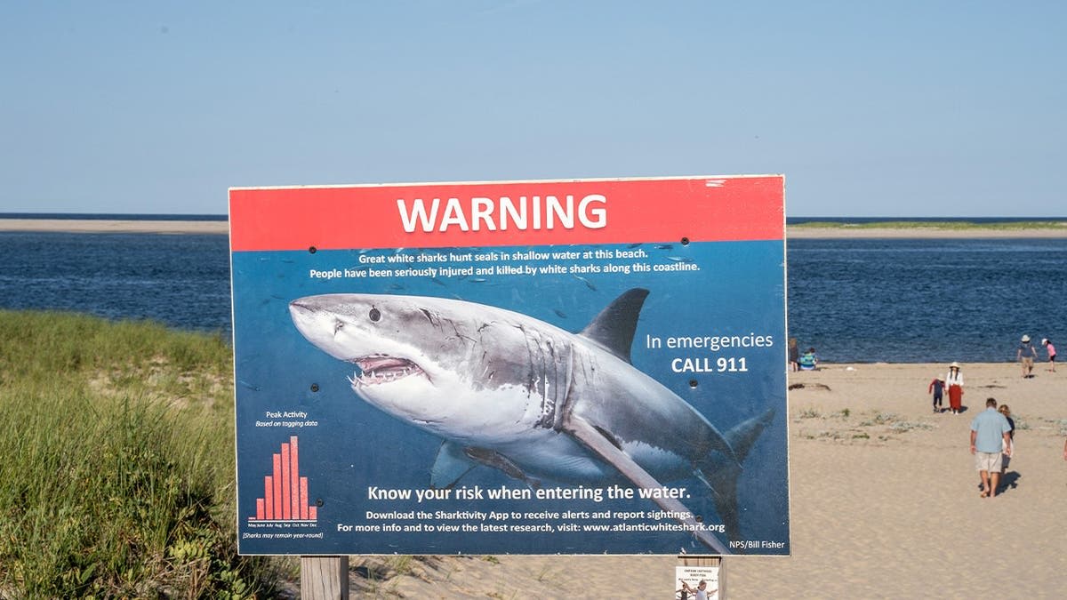 Cape Cod Turns Great White Sharks Into $2.8B Tourism Boom - Image 5