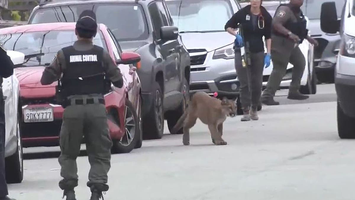 SF Mountain Lion Safely Released After Sunset District Visit - Image 5