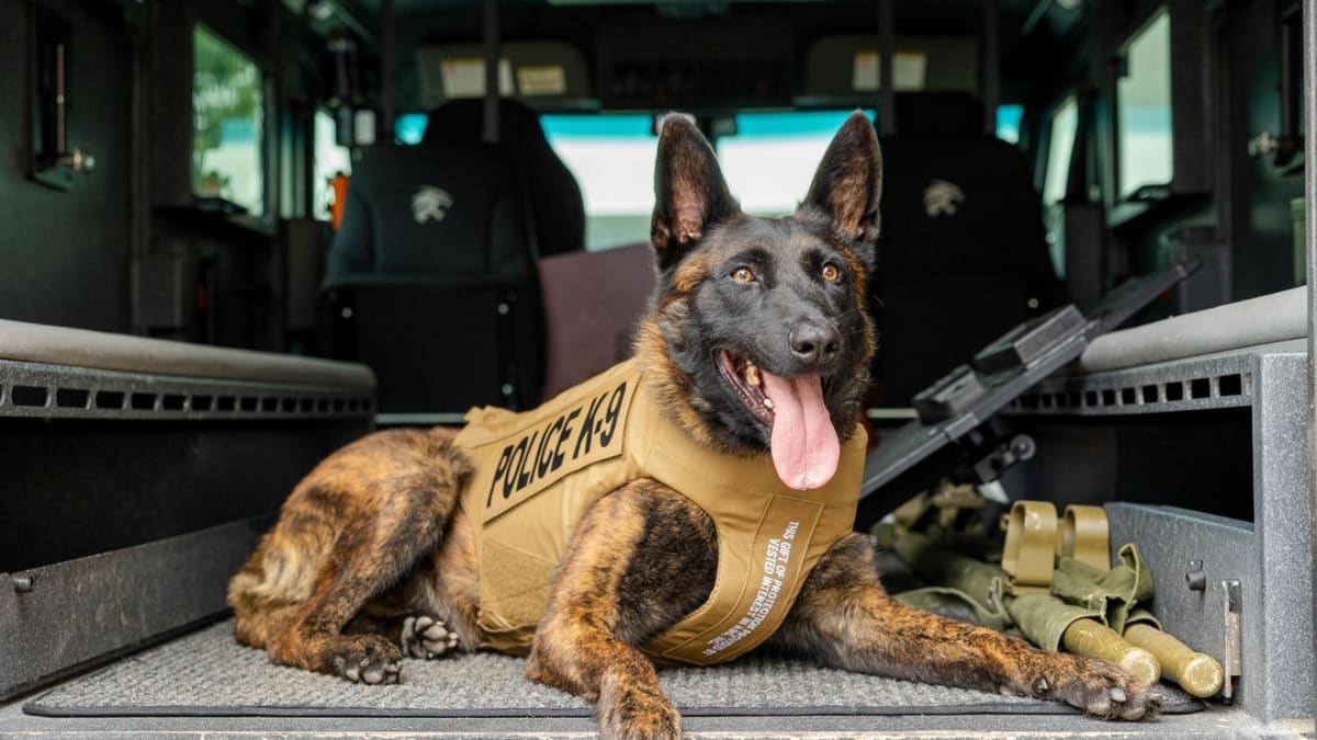 Dutch Shepherd police dog Toby wearing protective vest while on duty with Alabama SWAT team