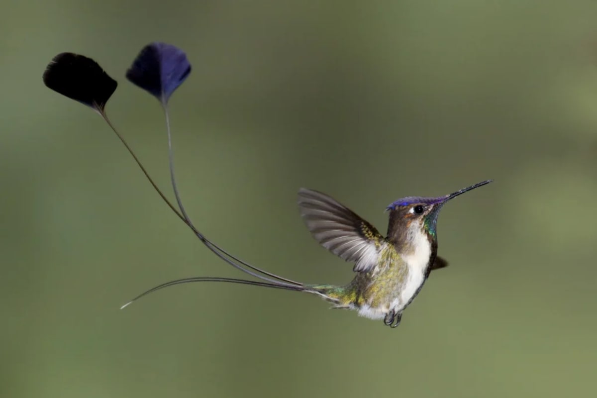 Peru's Million-Tree Project Restores Forest Habitats - Image 2