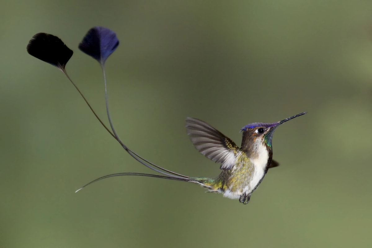 Peru's Million-Tree Project Restores Forest Habitats