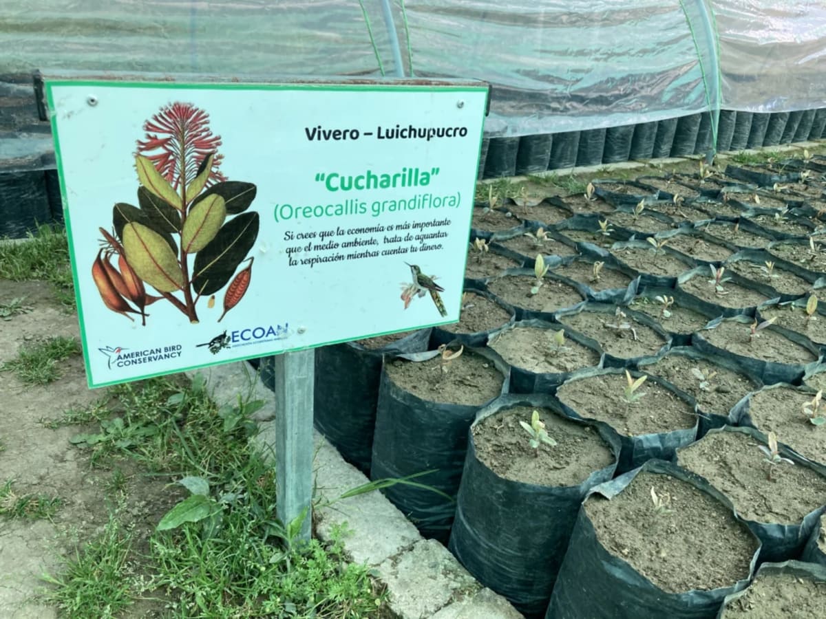 Peru's Million-Tree Project Restores Forest Habitats - Image 3