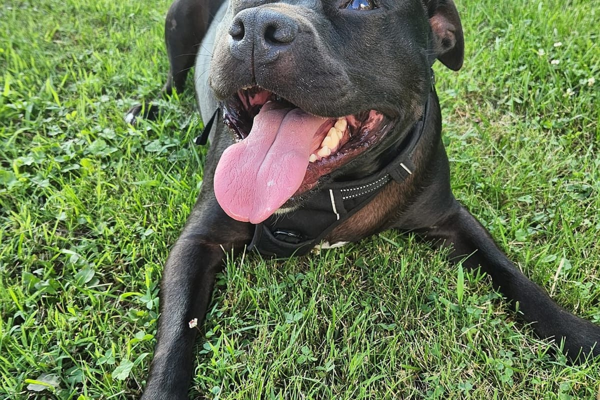 Lansdale Family Fights to Save 86-Pound Rescue Dog