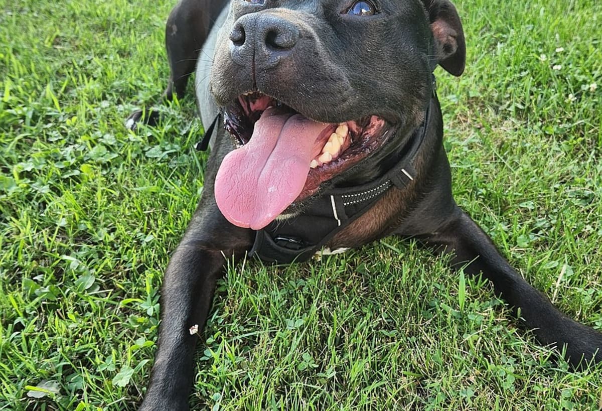 Lansdale Family Fights to Save 86-Pound Rescue Dog - Image 2