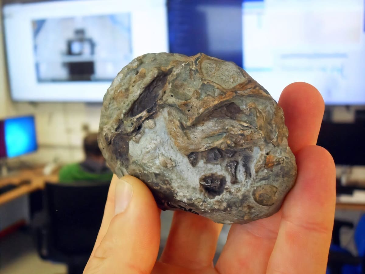 Fossilized embryo of Lystrosaurus curled inside ancient egg from 250 million years ago