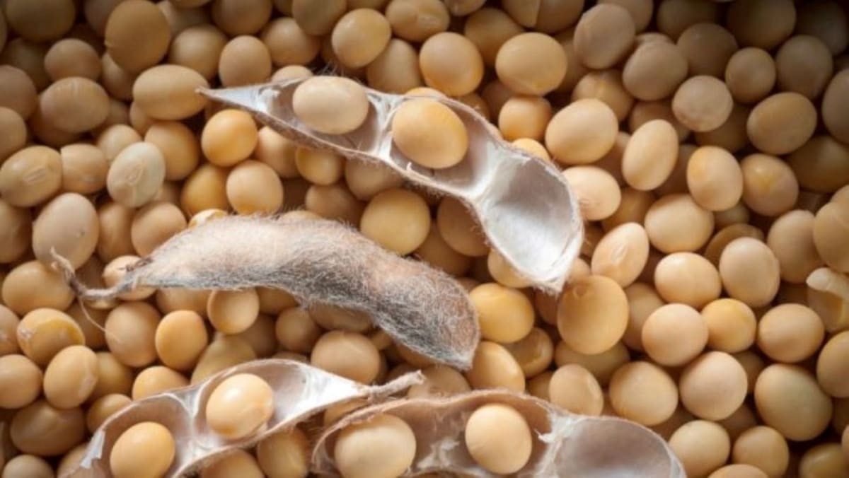 Zambia Opens Africa's First Soybean Speed Breeding Lab