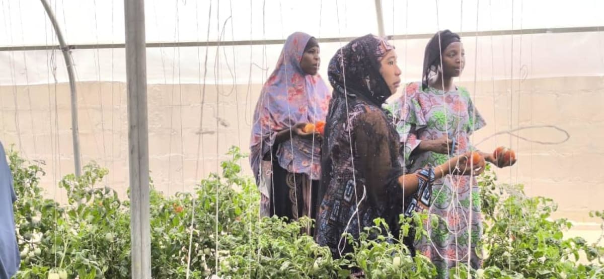 Nigerian women farmers learning sustainable agriculture techniques in demonstration field in Borno State