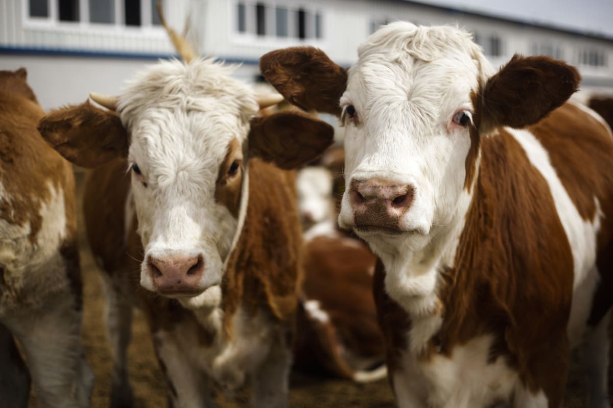 Brown and white cattle eating from feeding trough on Brazilian cattle ranch