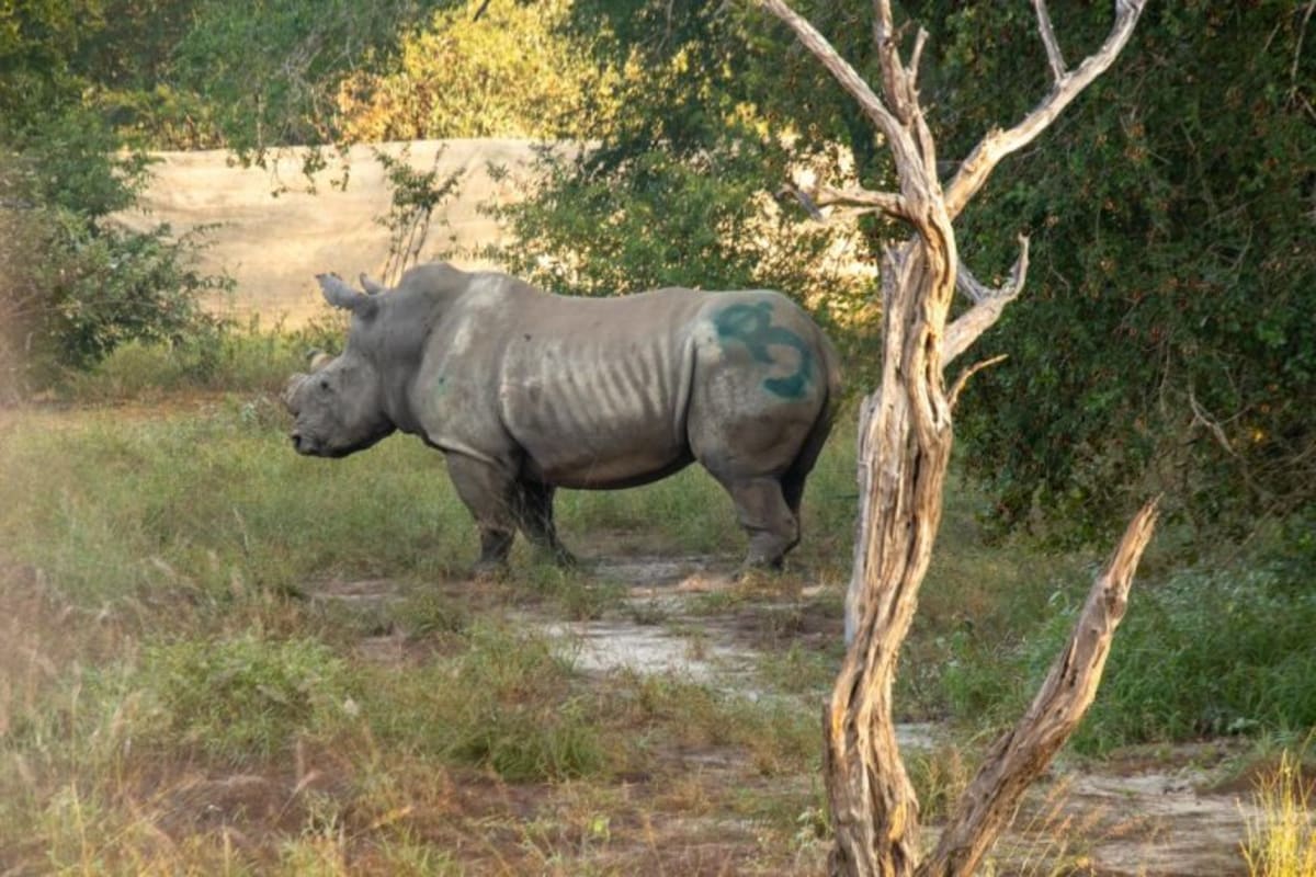 Mozambique Park Brings Back 2,400 Animals in 10 Years - Image 3