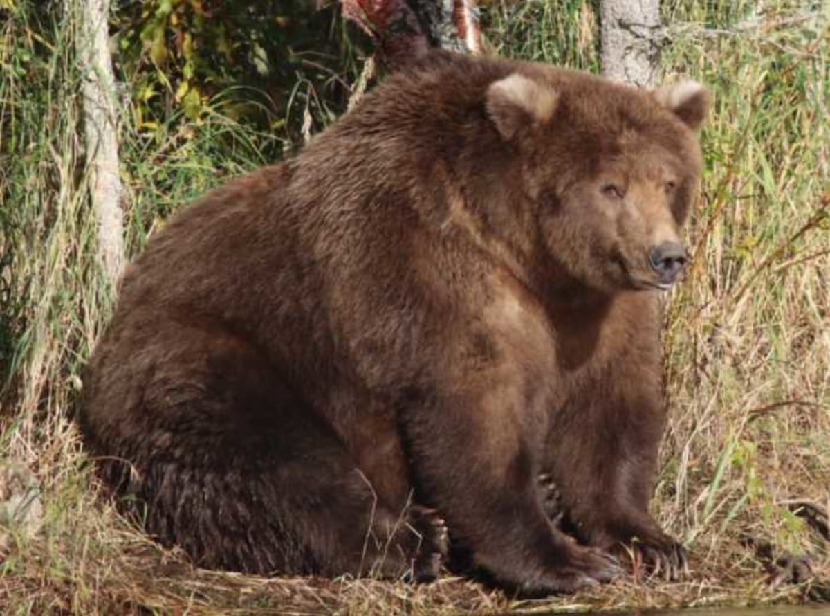 College Student Breaks 45-Year Greased Pole Walk Record - Image 5