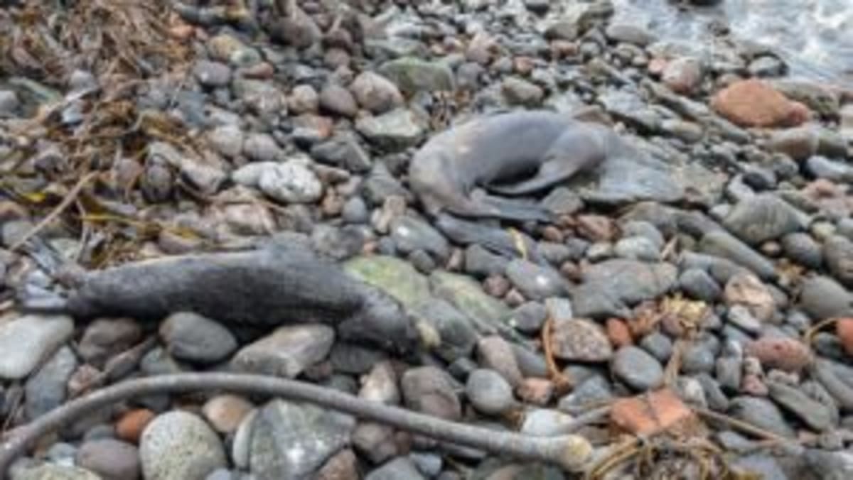 Mystery Golden Orb Found 2 Miles Deep Finally Identified - Image 5