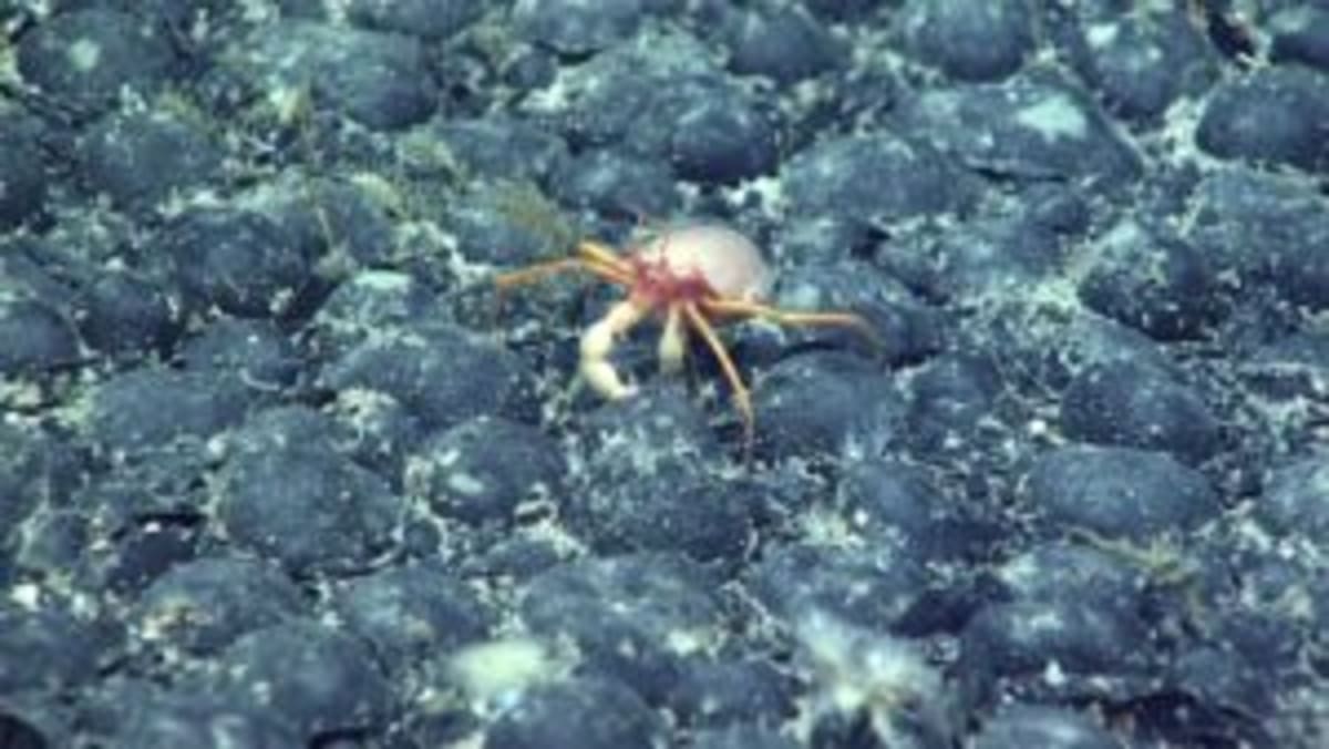 Mystery Golden Orb Found 2 Miles Deep Finally Identified - Image 4