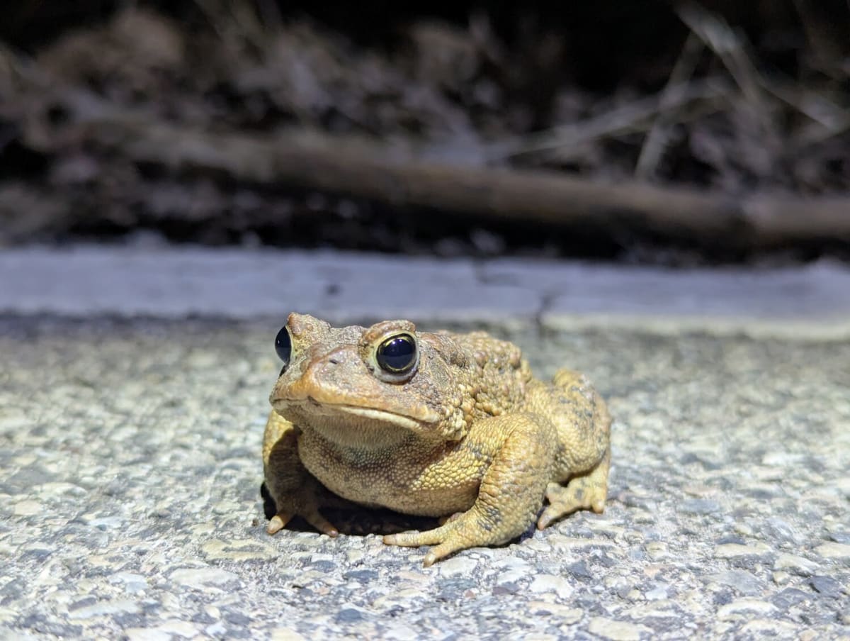 Philly Volunteers Save 22,000 Toads from Traffic Since 2009