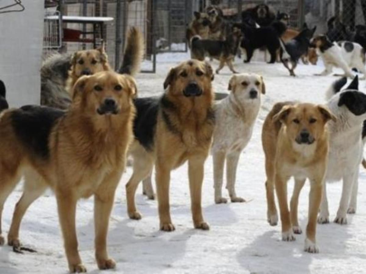 Egypt Plans to Export Stray Dogs for Adoption Abroad