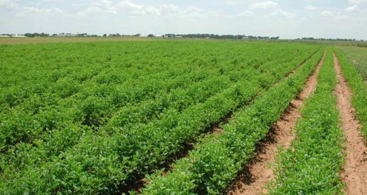 Egypt Turns Crisis Into Jobs With Water Hyacinth Project