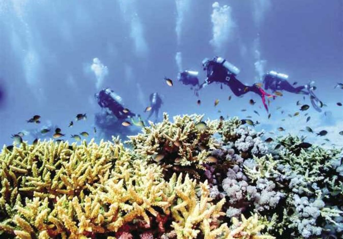 Egypt Protects Red Sea Reefs With 1,400 Mooring Buoys - Image 2