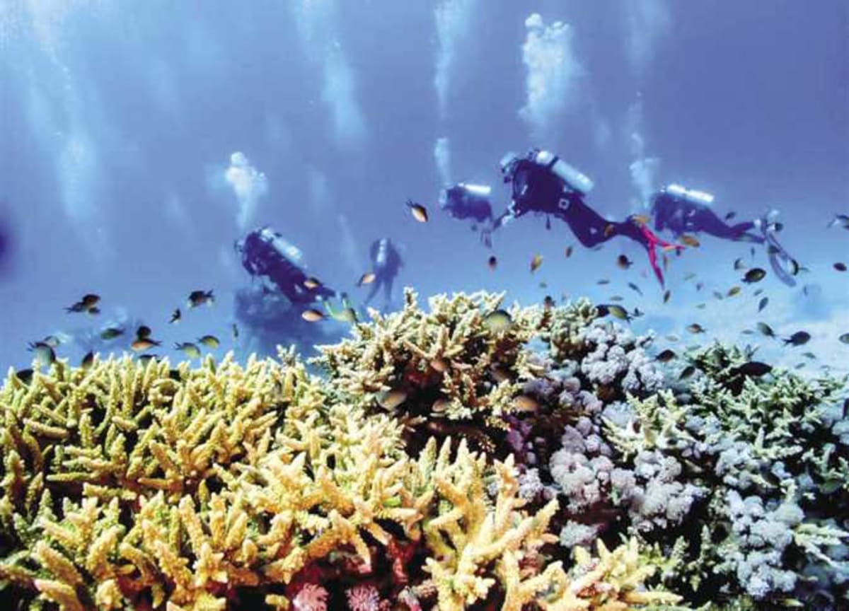 Vibrant coral reef in Egypt's Red Sea with colorful fish swimming above healthy coral formations