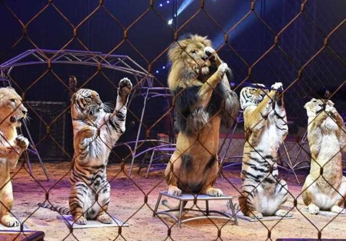 Egypt Bans Live Animals in Hotels and Restaurants - Image 2
