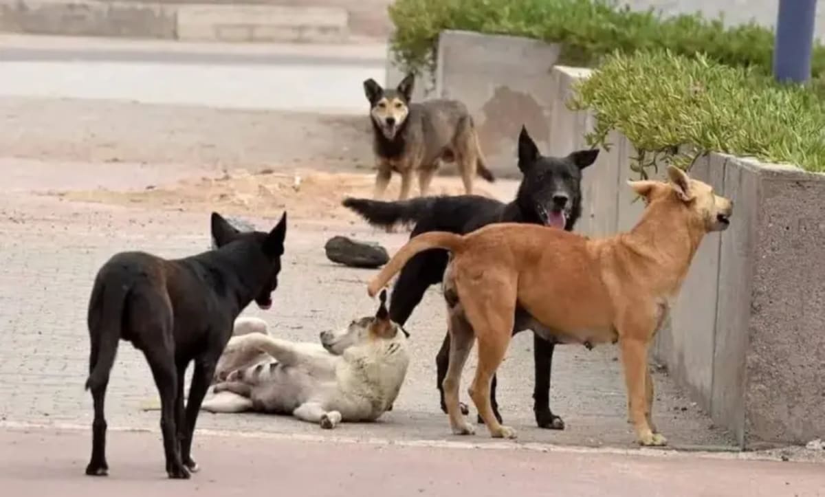 Egypt Exports Stray Dogs to Switzerland for Security Jobs - Image 2