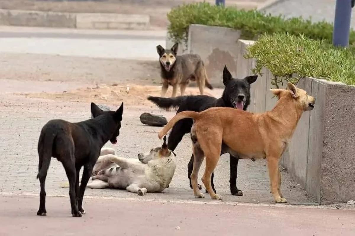 Egypt Exports Stray Dogs to Switzerland for Security Jobs