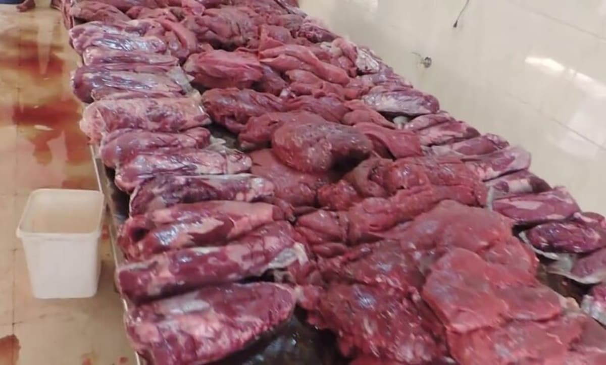 Egypt Clears Up False Dog Meat Rumors After Eid Raids - Image 2