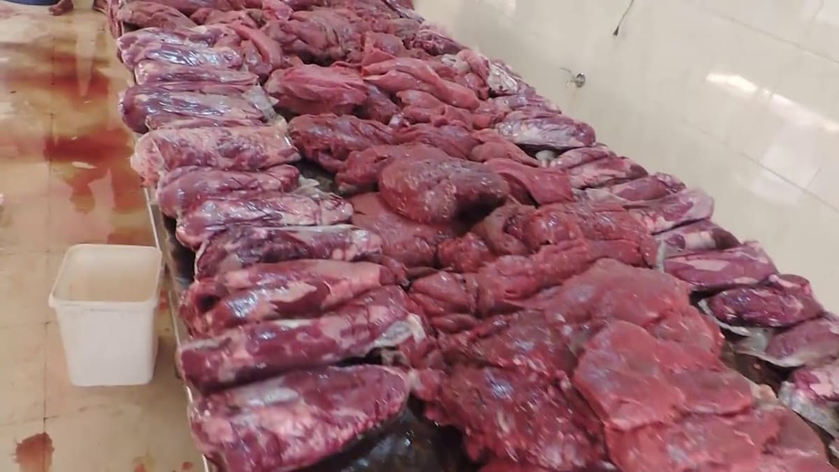 Egypt Clears Up False Dog Meat Rumors After Eid Raids