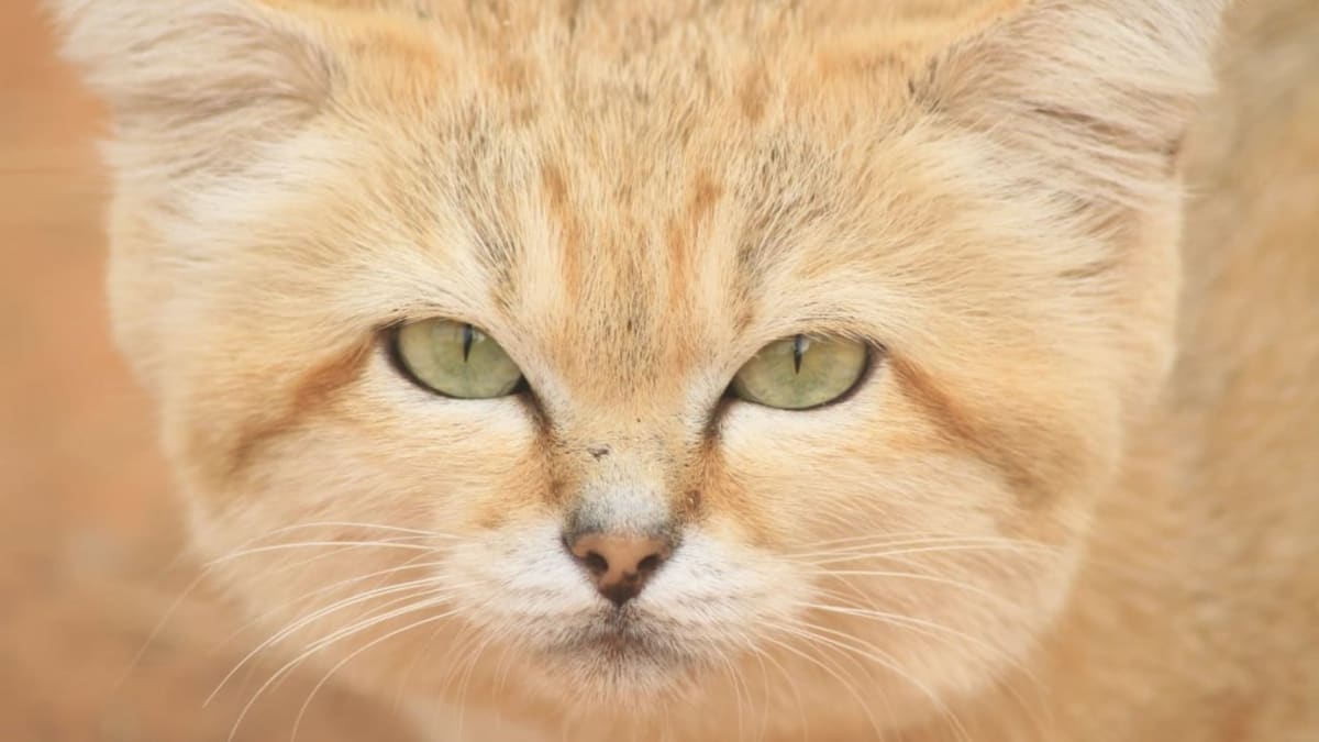Small tan sand cat with large ears resting under desert shrub in Libyan Sahara