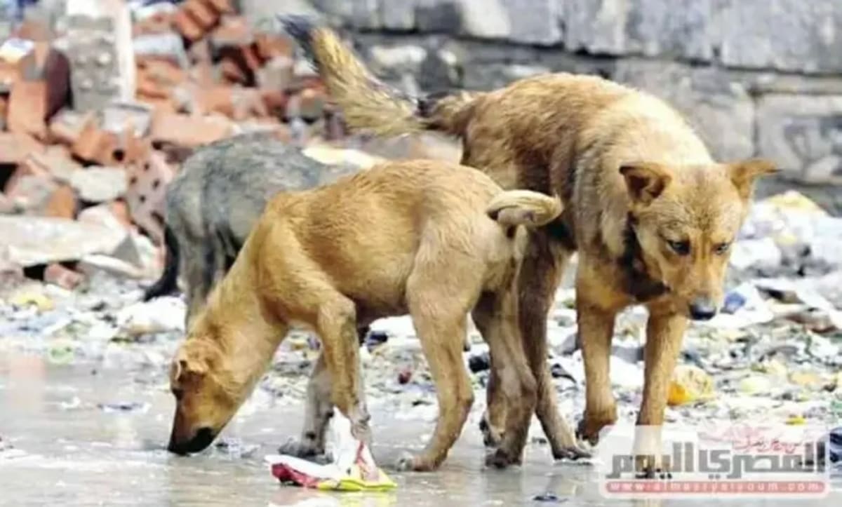 Egypt Bans Poisoning Street Dogs, Adopts Global Model - Image 2