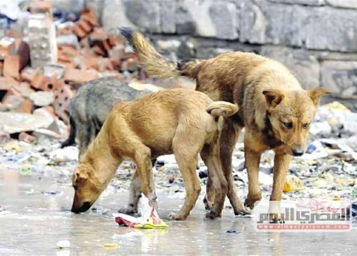 Street dog receiving veterinary care and vaccination under Egypt's new humane animal management program