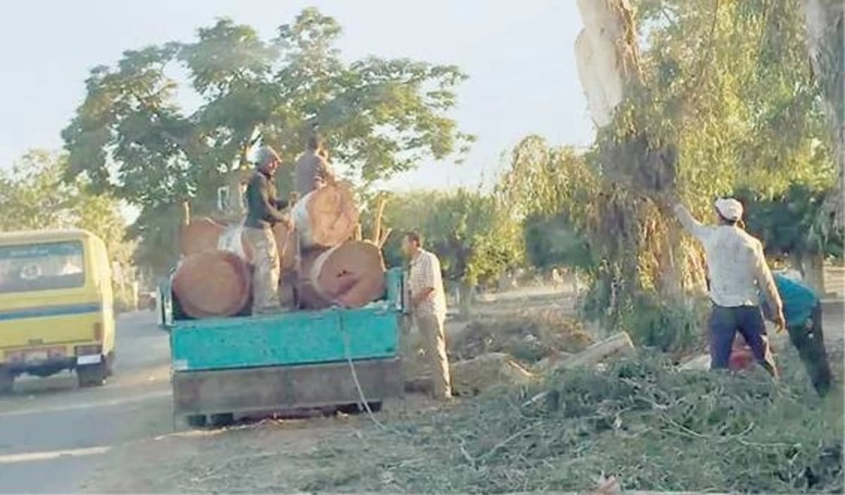 Egyptian authorities investigating illegal tree cutting following citizen reports on social media