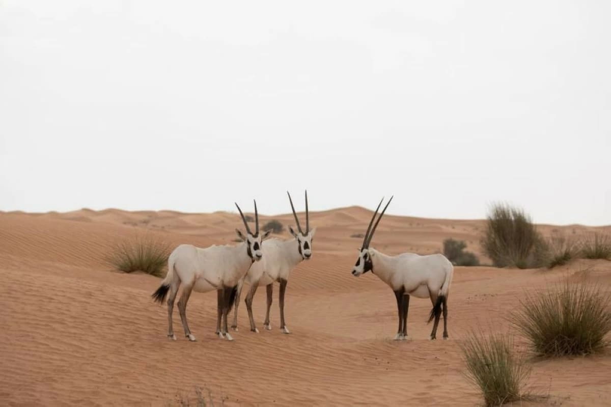 Wild Cat Returns to Abu Dhabi After 35 Years - Image 3