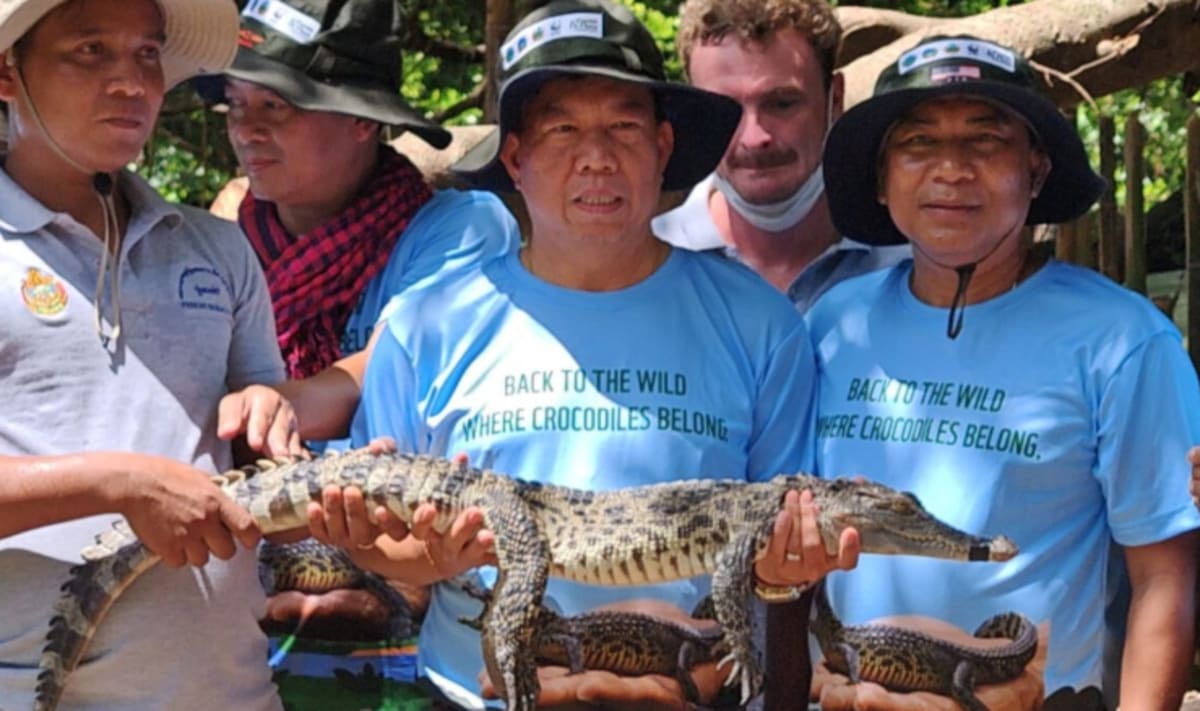 Cambodia Releases 10 Rare Crocodiles to Save Species