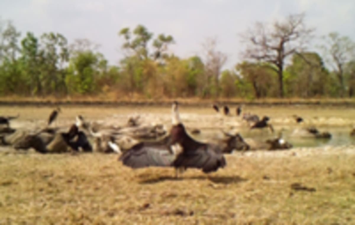 Cambodia Releases 10 Rare Crocodiles to Save Species - Image 5