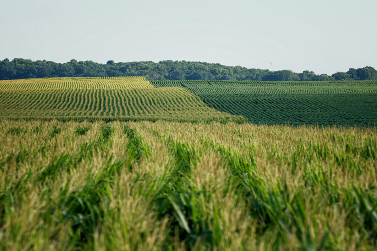 Minnesota Launches Green Ammonia for Farmers by 2028 - Image 2