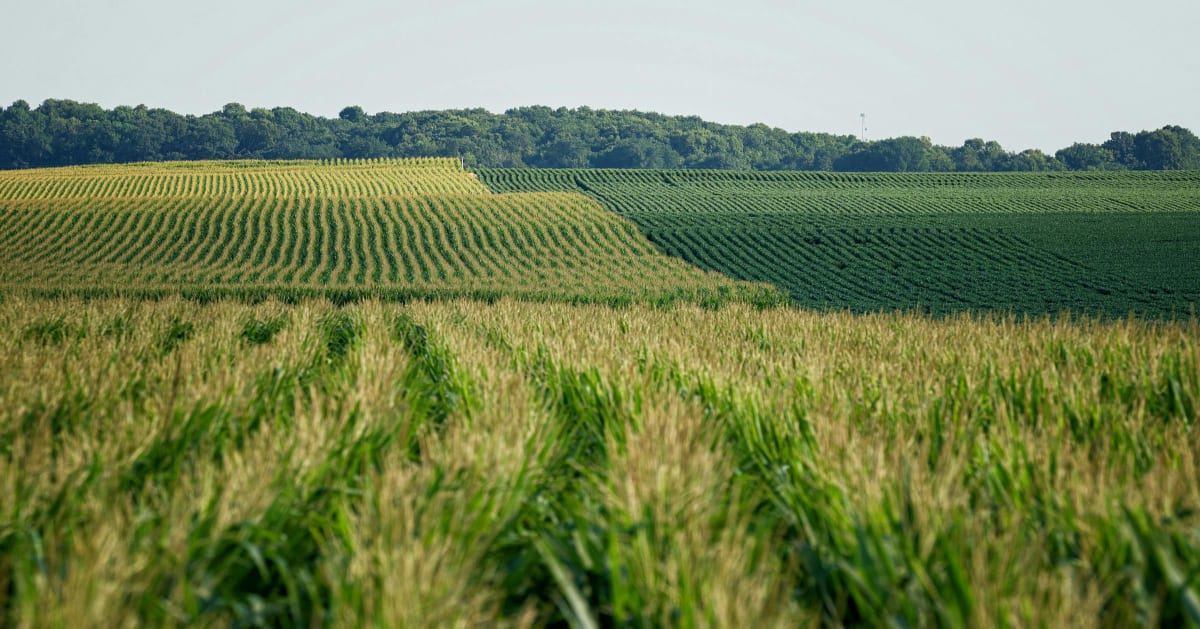 Minnesota Launches Green Ammonia for Farmers by 2028