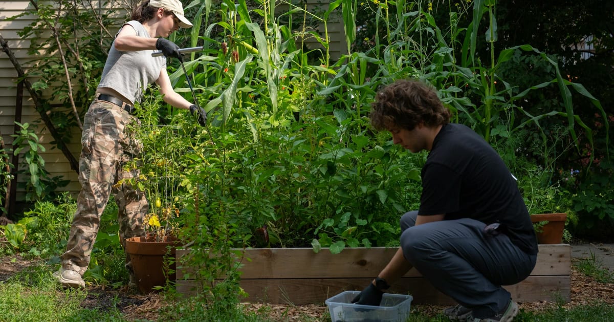 University of Minnesota students collecting soil samples from Minneapolis garden for tear gas contamination testing