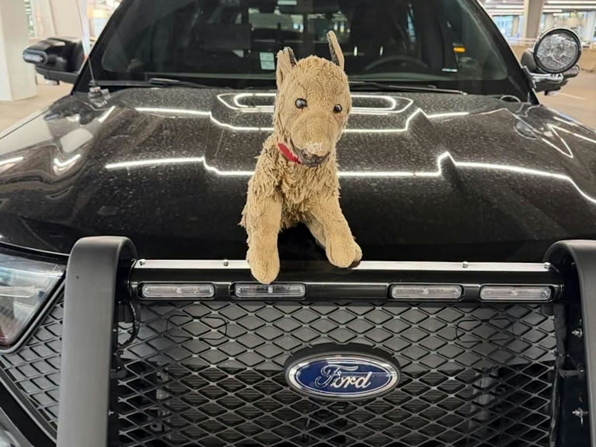 Boy Reunited With Lost Stuffed Dog at Minneapolis Airport - Image 2