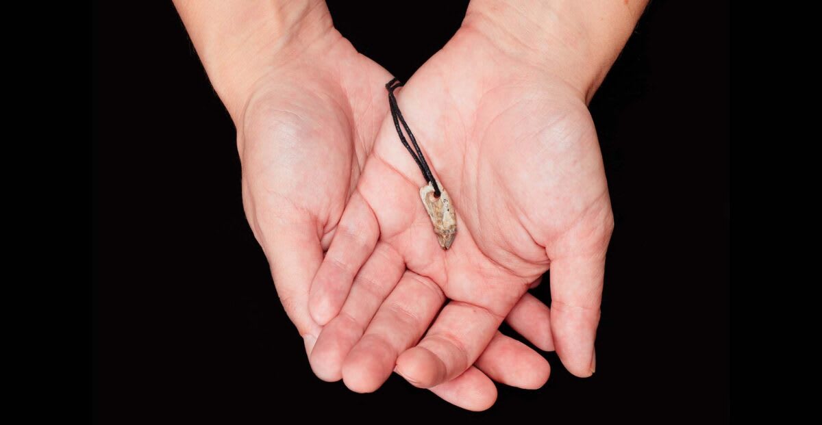 Ancient grey seal tooth pendant with drilled hole showing wear from prehistoric use in Ice Age Britain