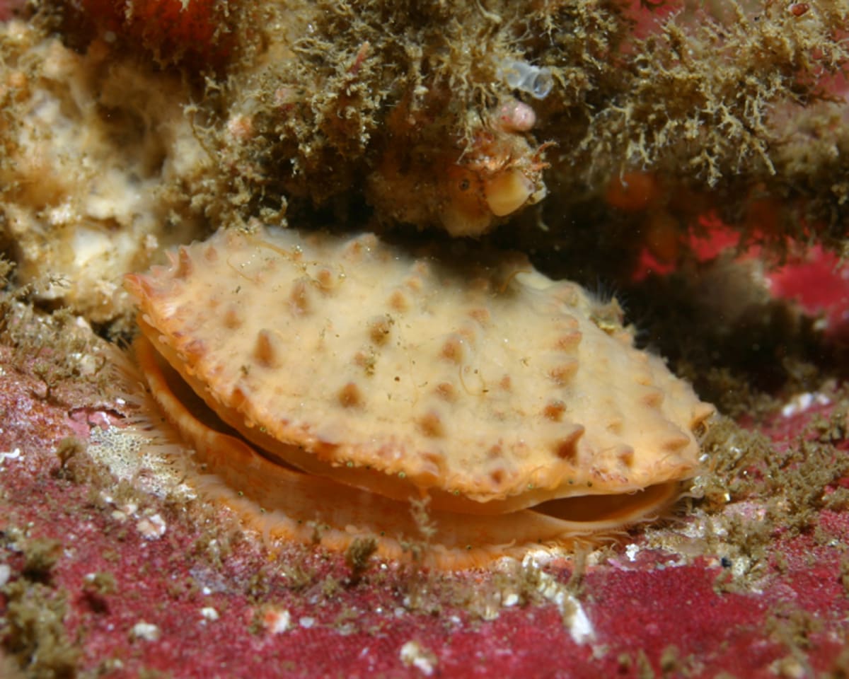 Ancient shell bead smaller than fingernail carved from giant rock scallop discovered in California