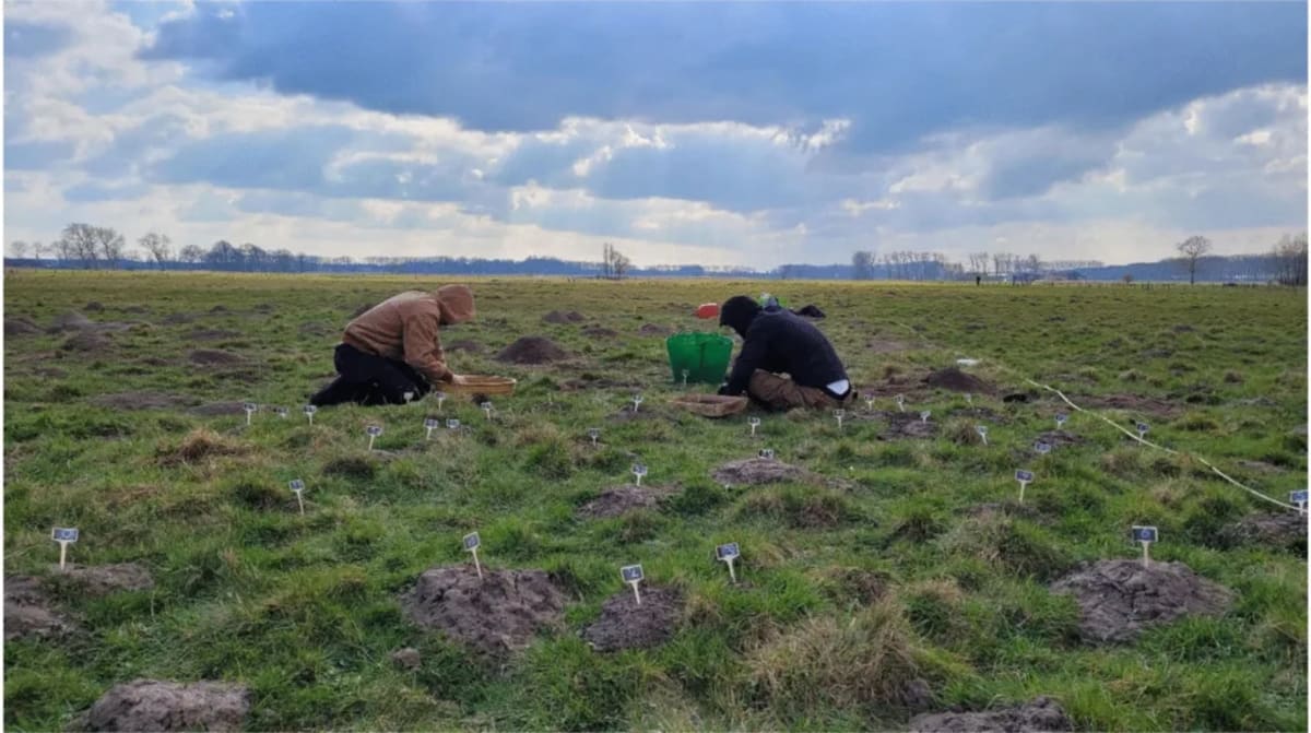 Moles Help Uncover 800-Year-Old Medieval Estate in Belgium - Image 2