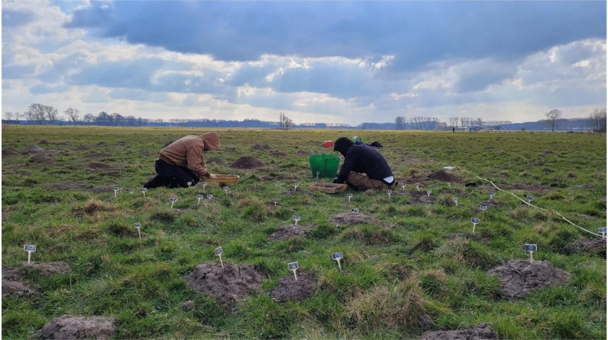 Archaeological fragments of medieval pottery and brick laid out from molehill soil samples in Belgium