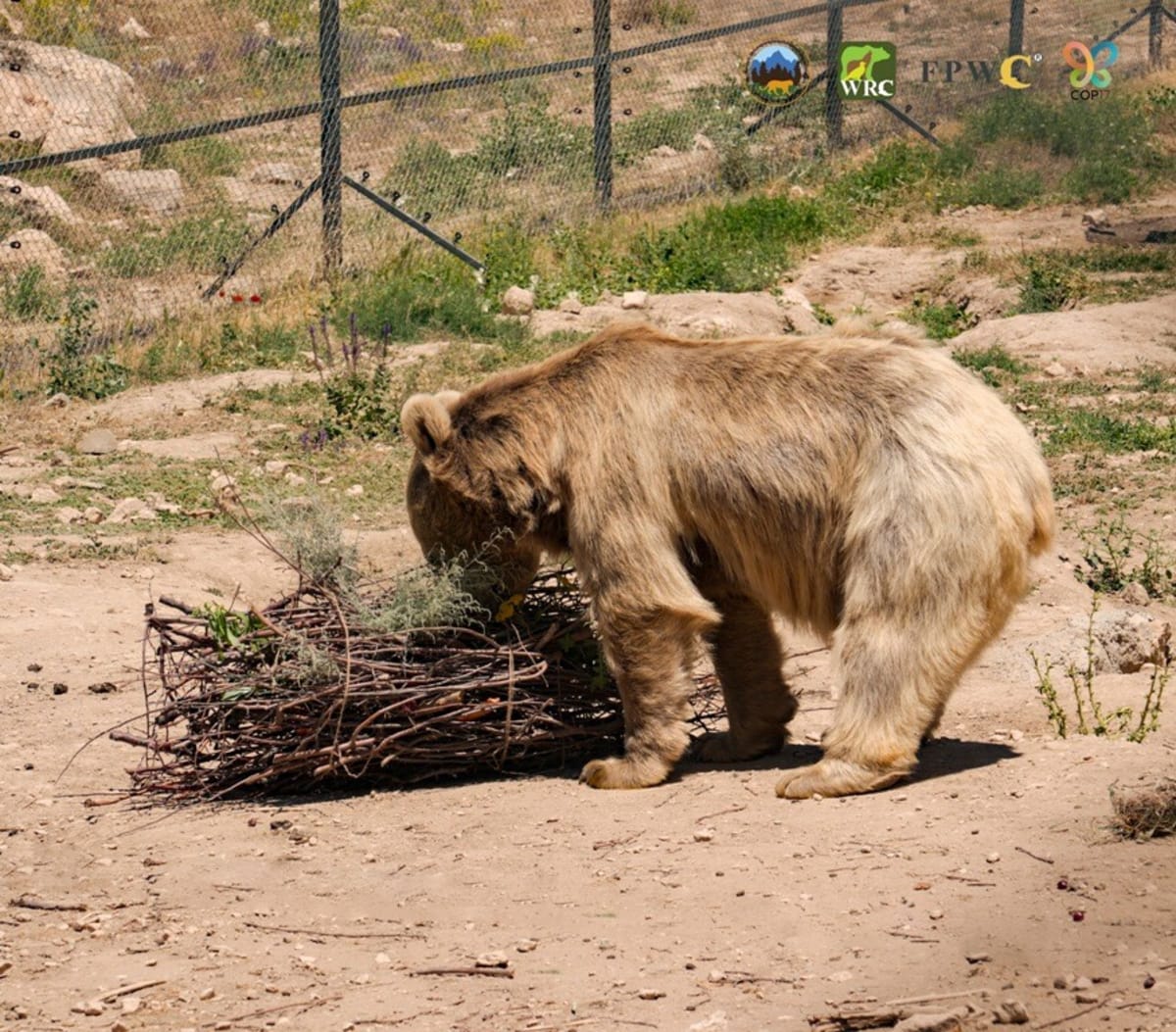 Rescued brown bear exploring natural woodland enclosure with trees and grass at Armenian wildlife sanctuary