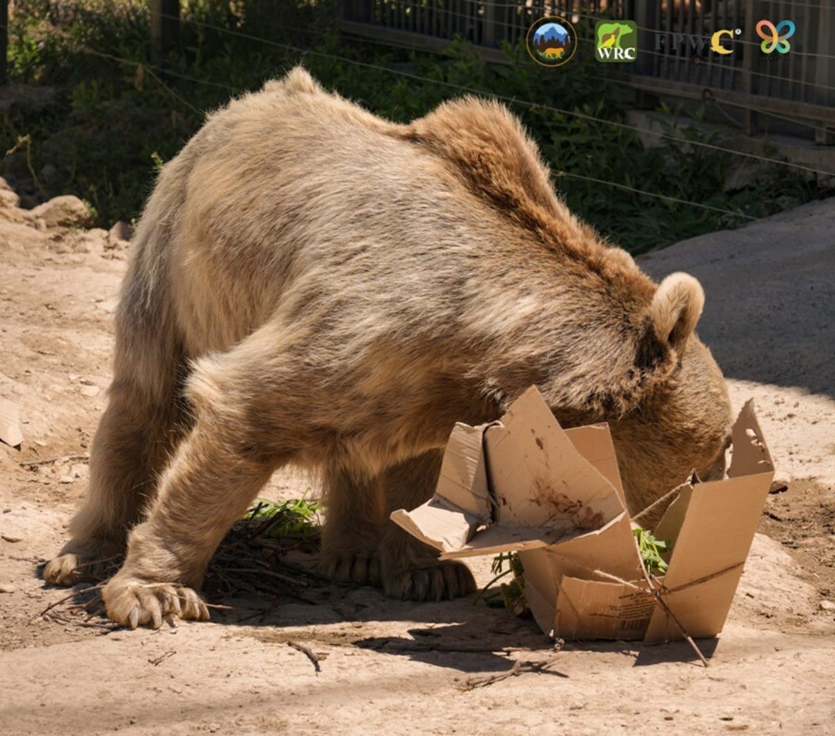Armenia Sanctuary Gives 30 Rescued Bears a New Life - Image 3