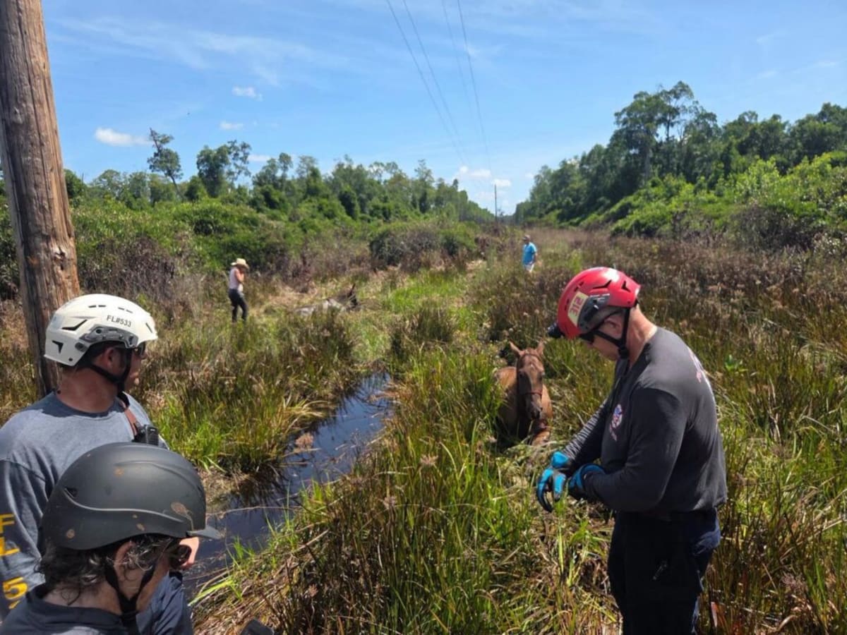 Flagler Firefighters Save Two Horses in Daring Rescue - Image 2