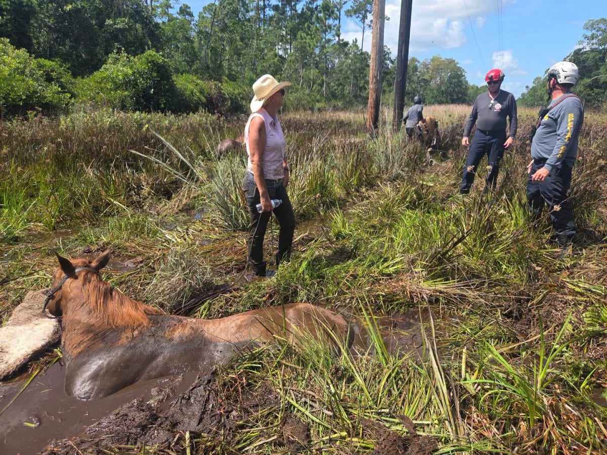 Flagler Firefighters Save Two Horses in Daring Rescue