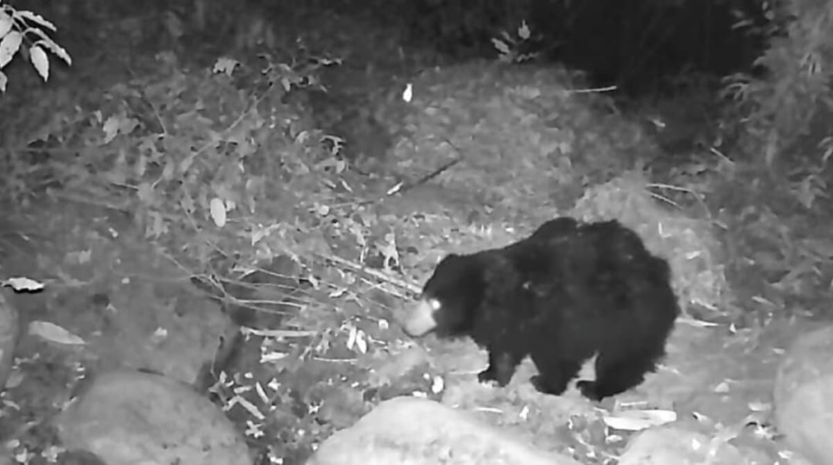 Black bear walking through dense green forest vegetation in Rani Reserve Forest, Assam