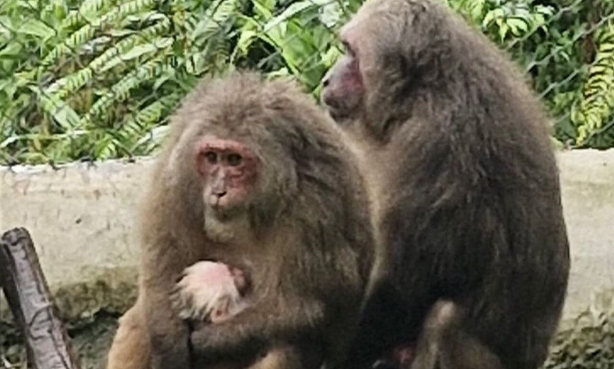 Baby stump-tailed macaque with mother at Meghalaya State Zoo in India